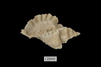 藏品(傘旗骨螺)的圖片